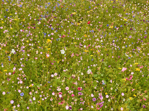 Meadow – Château de Montsoreau, France