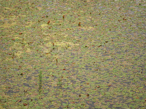 Floating Leaves – Freilichtmuseum Großgmain, Salzburg