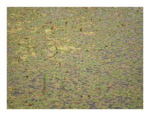 Main image Floating Leaves – Freilichtmuseum Großgmain, Salzburg