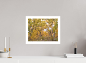 Golden Cathedral – Bluff, Utah