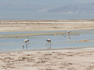 Laguna de Chaxa – San Pedro de Atacama, Chile