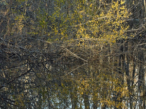 Atchafalaya Swamp Sunset – Louisiana