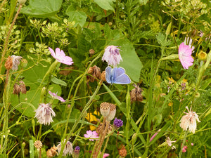Meadow – Château de Montsoreau, France